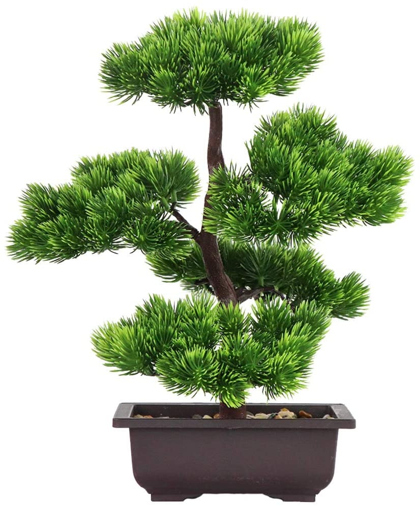 Bonsai Garden Zen - Ev Dekorasyonu için Japon Çamı Bonsai