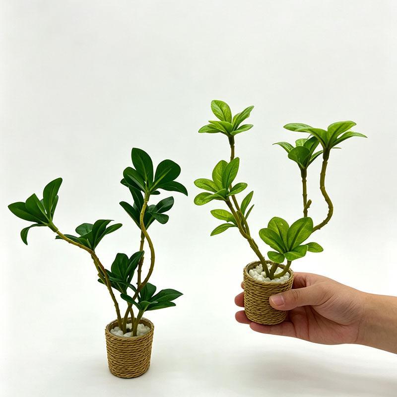 Bonsai Gardenia - 【M】1 Adet Mini Peri Bahçesi Dekoratif