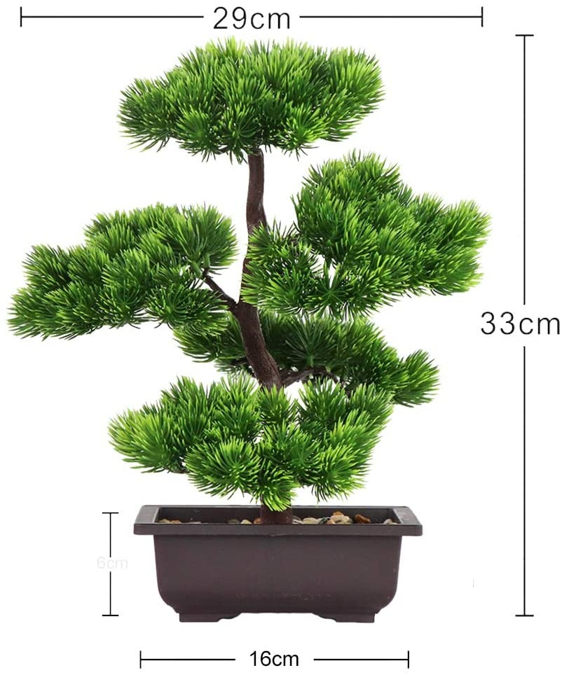 Ev Dekorasyonu için Japon Çamı - Bonsai Garden Zen incelemesi ve fiyatı