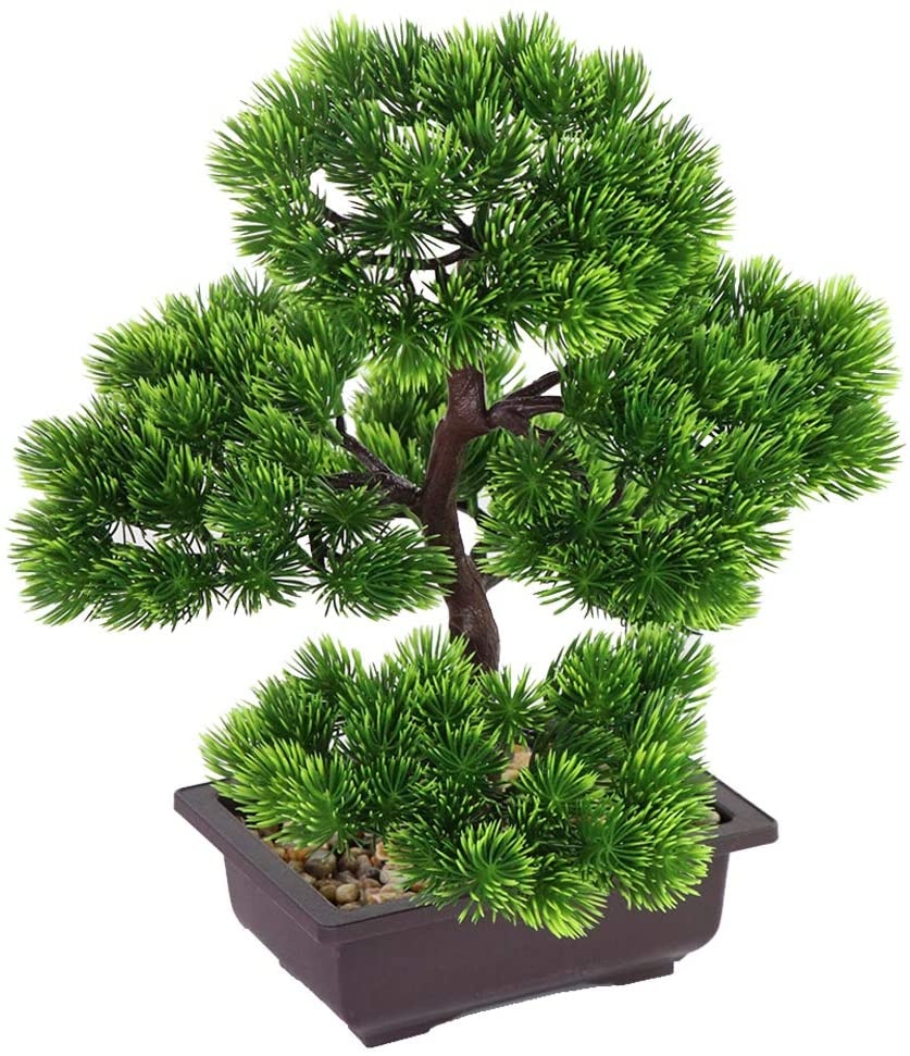 Ev Dekorasyonu için Japon Çamı - Bonsai Garden Zen incelemesi ve fiyatı