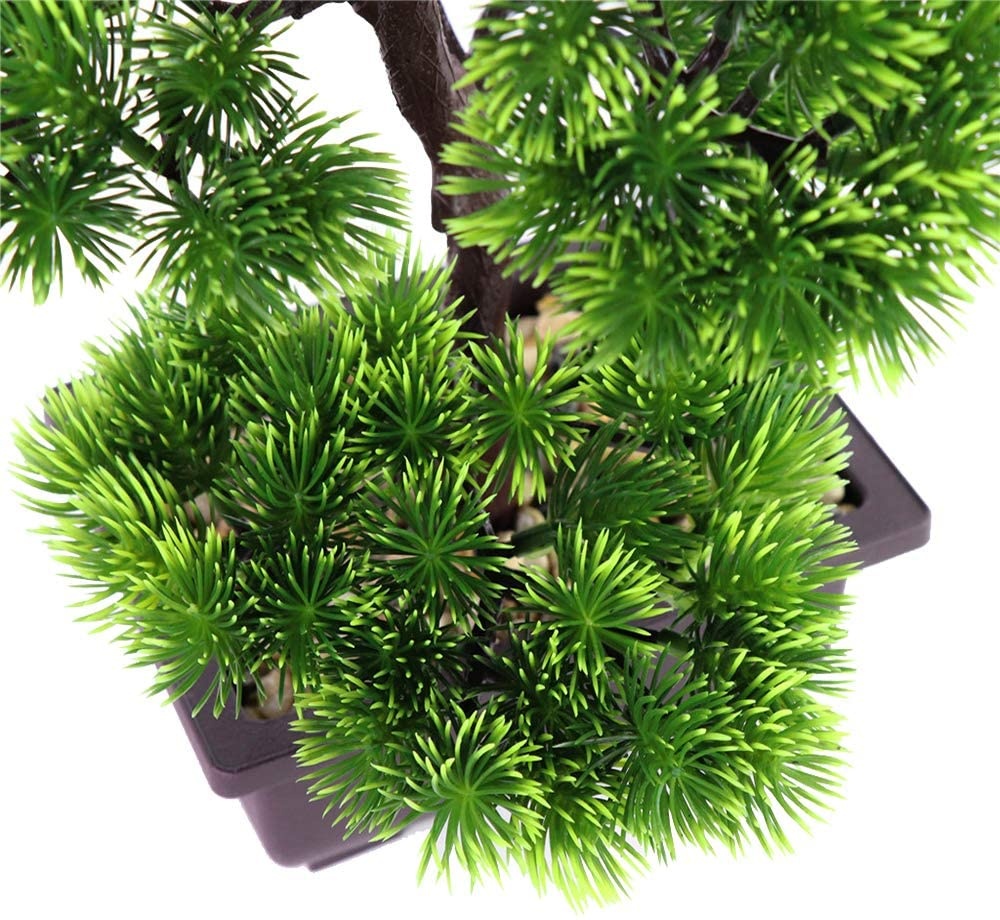 Ev Dekorasyonu için Japon Çamı - Bonsai Garden Zen incelemesi ve fiyatı