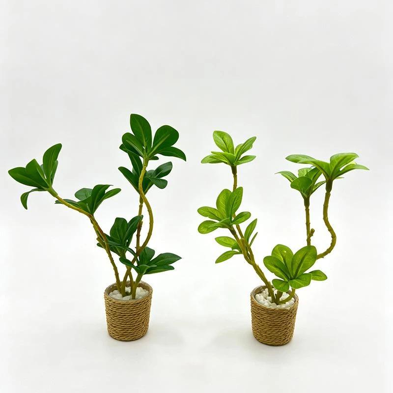 【M】1 Adet Mini Peri Bahçesi De - Bonsai Gardenia incelemesi ve fiyatı