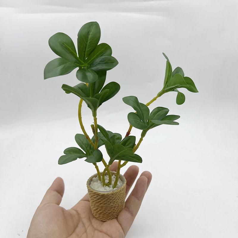 【M】1 Adet Mini Peri Bahçesi De - Bonsai Gardenia incelemesi ve fiyatı